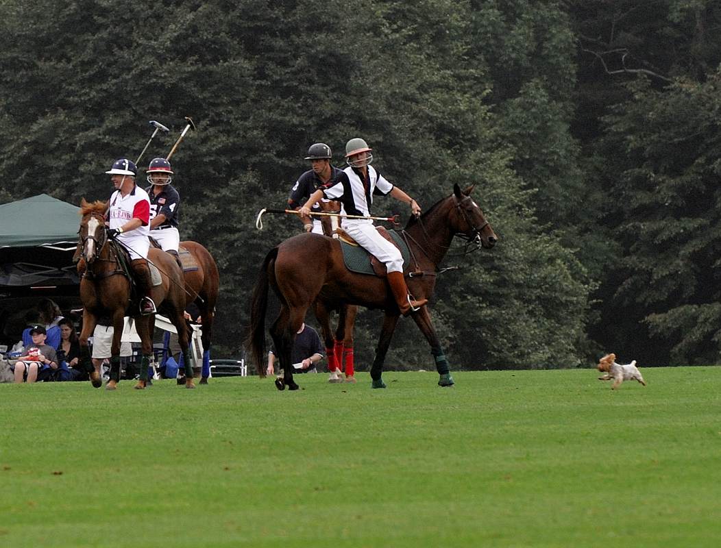 pbase Polo Play stopped for a yorkie _DSC1706.jpg
