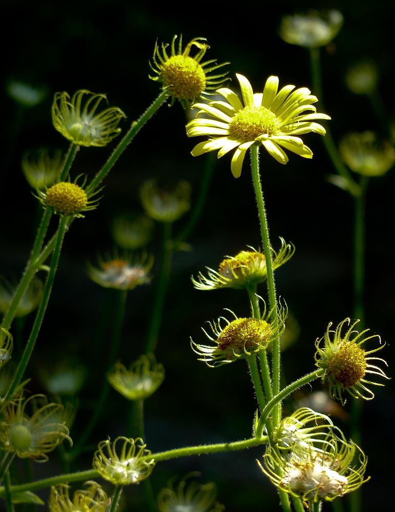 pbase Front yard flowers and light June 18 2010  1 of 1.jpg