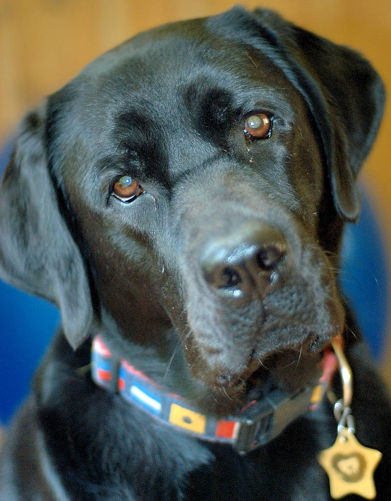 pbase It all in his eys - JAVA August 13 2006.jpg