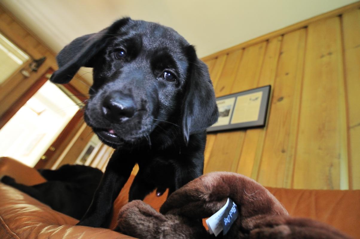 pbase Puppy Point of View DSC_7276.jpg