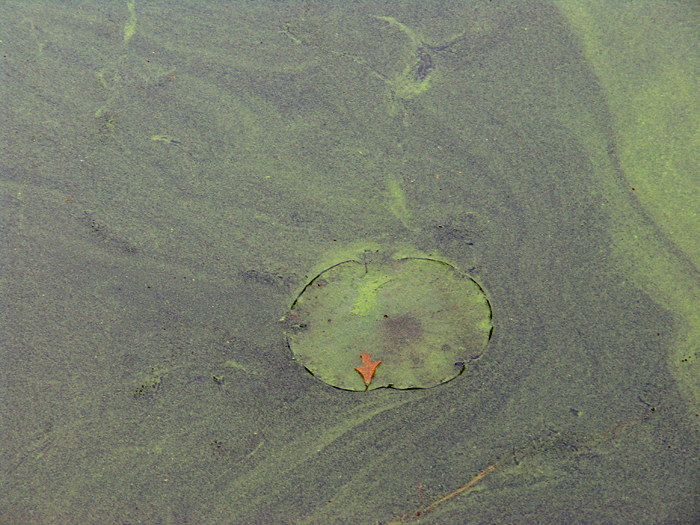 Alge and lilly pad