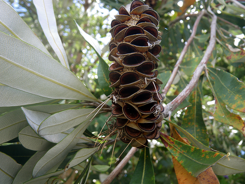 Banksia cone
