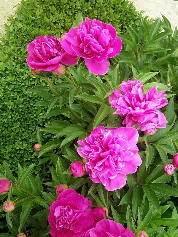 Peonies