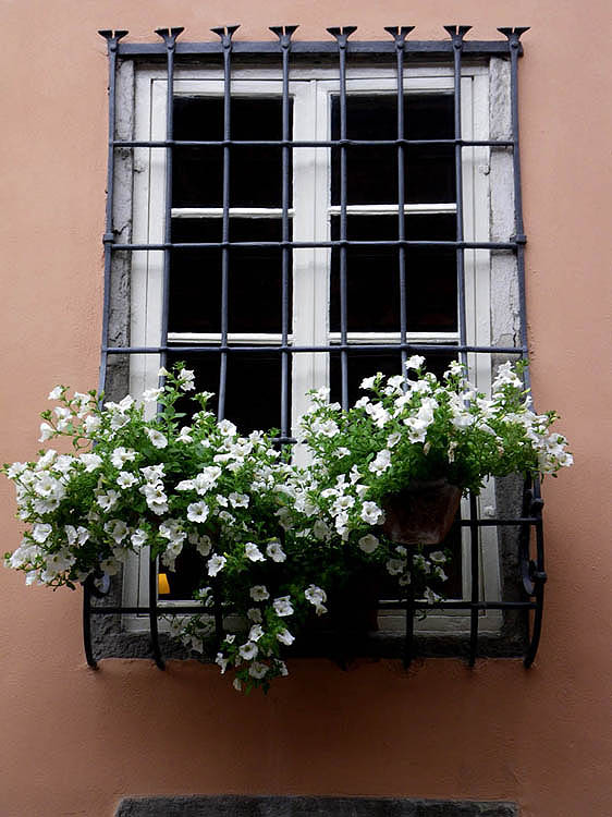 Window