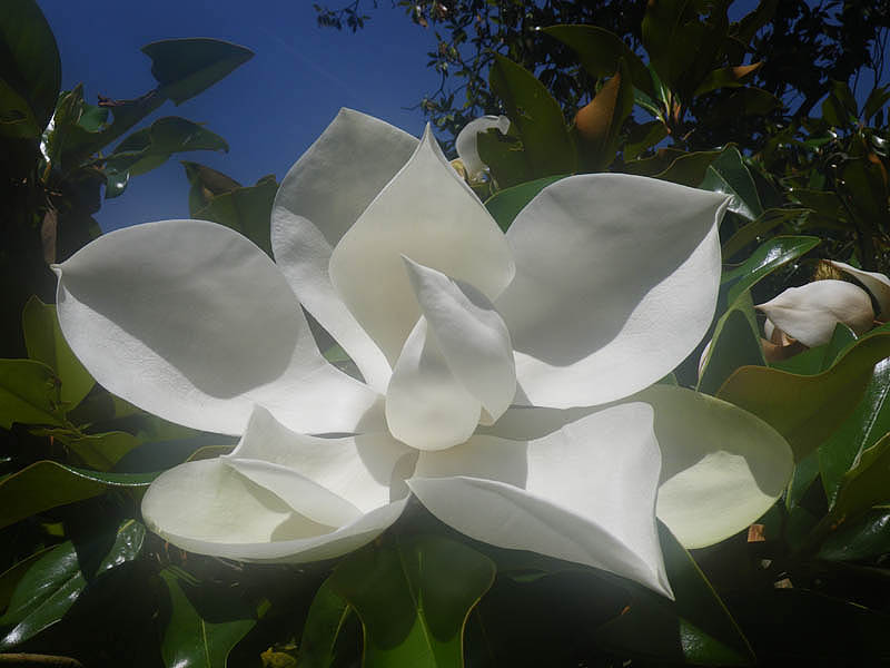  Magnolia Grandiflora