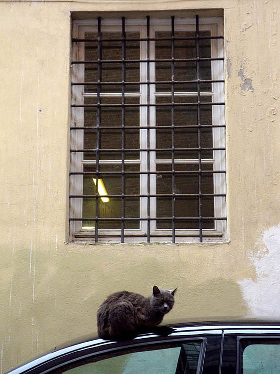 Lucca cat