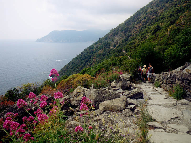 Wildflowers and views, Cinque Terre coastal path
