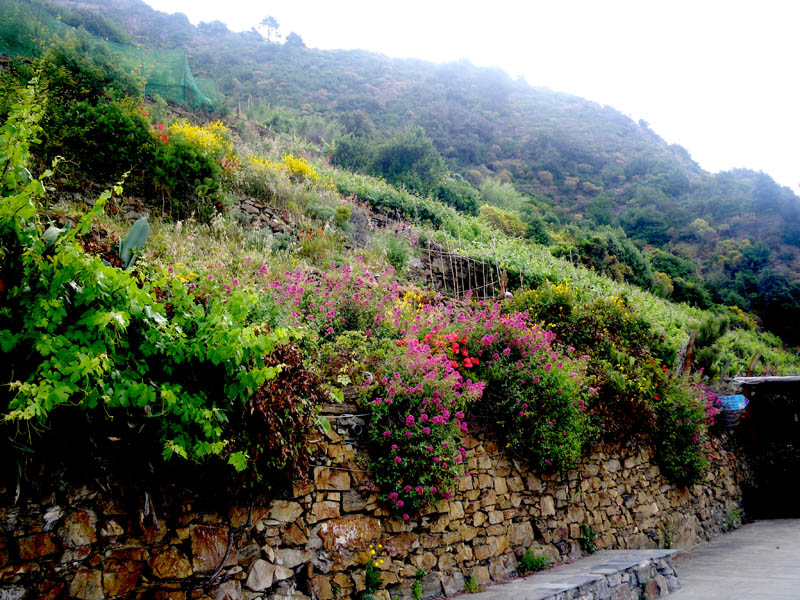 Wildflowers, Cinque Terre