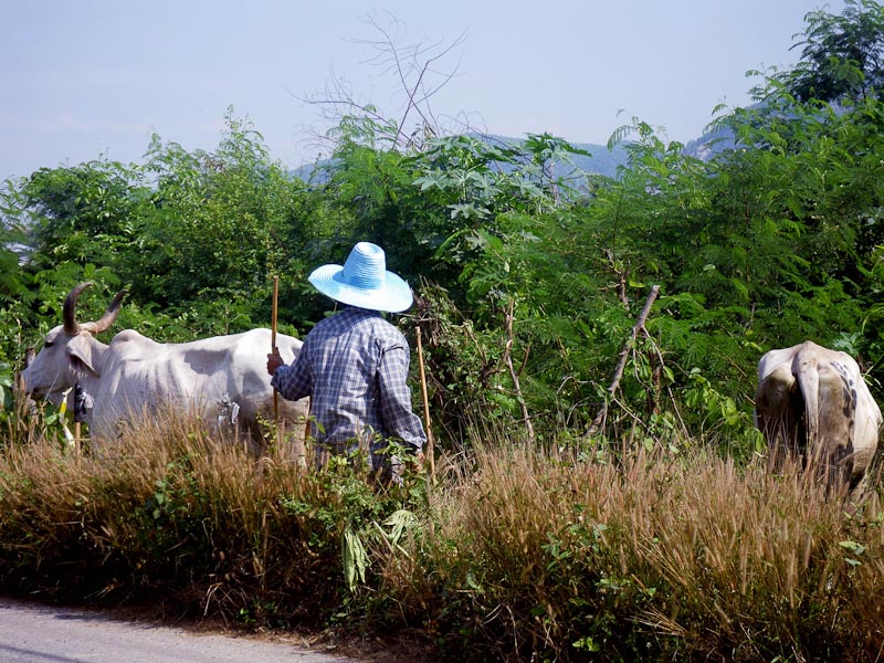 Farm worker and cattle near our resort