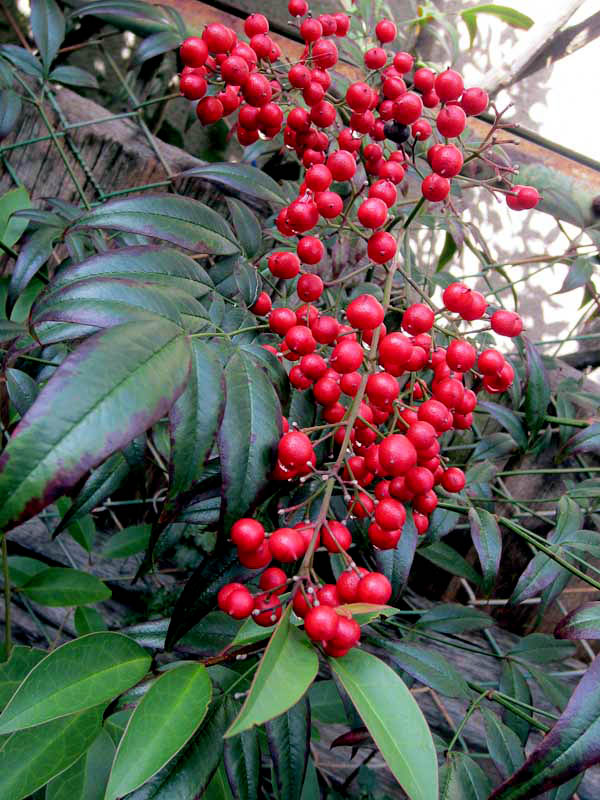 Rowen berries, Arashiyama
