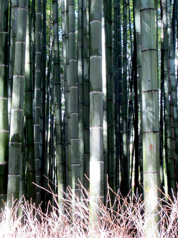 Bamboo Forest,  Arashiyama