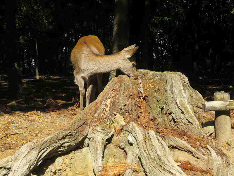 Deer, Nara 