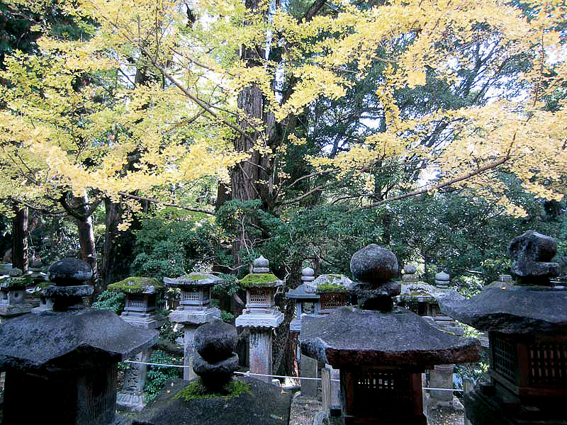 Stone shrine lanterns in the forest, Nara 