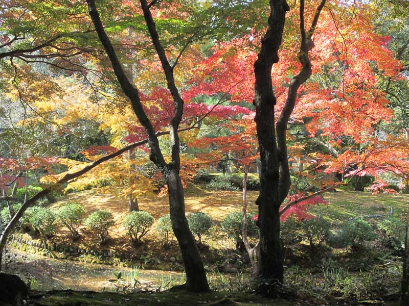 Autumn colour,  Nara