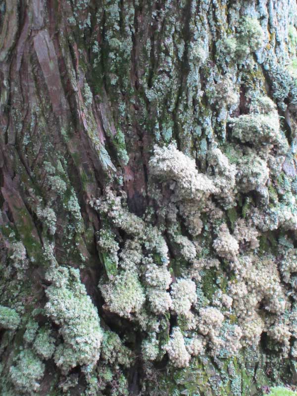 Texture of Japan - old tree with moss