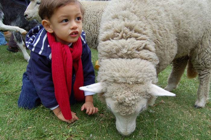 Oliver meets a sheep at Cruden Farm