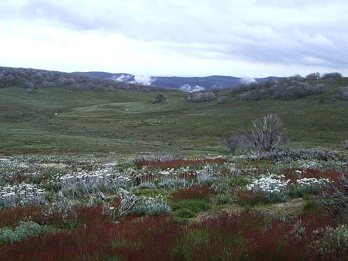 Herbal meadows on the alpine high plains.