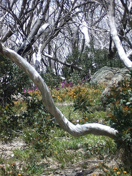 Flowers and Snowgums