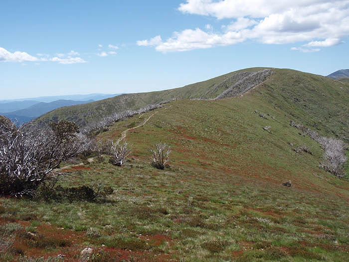 The Feathertop Ridge Trail