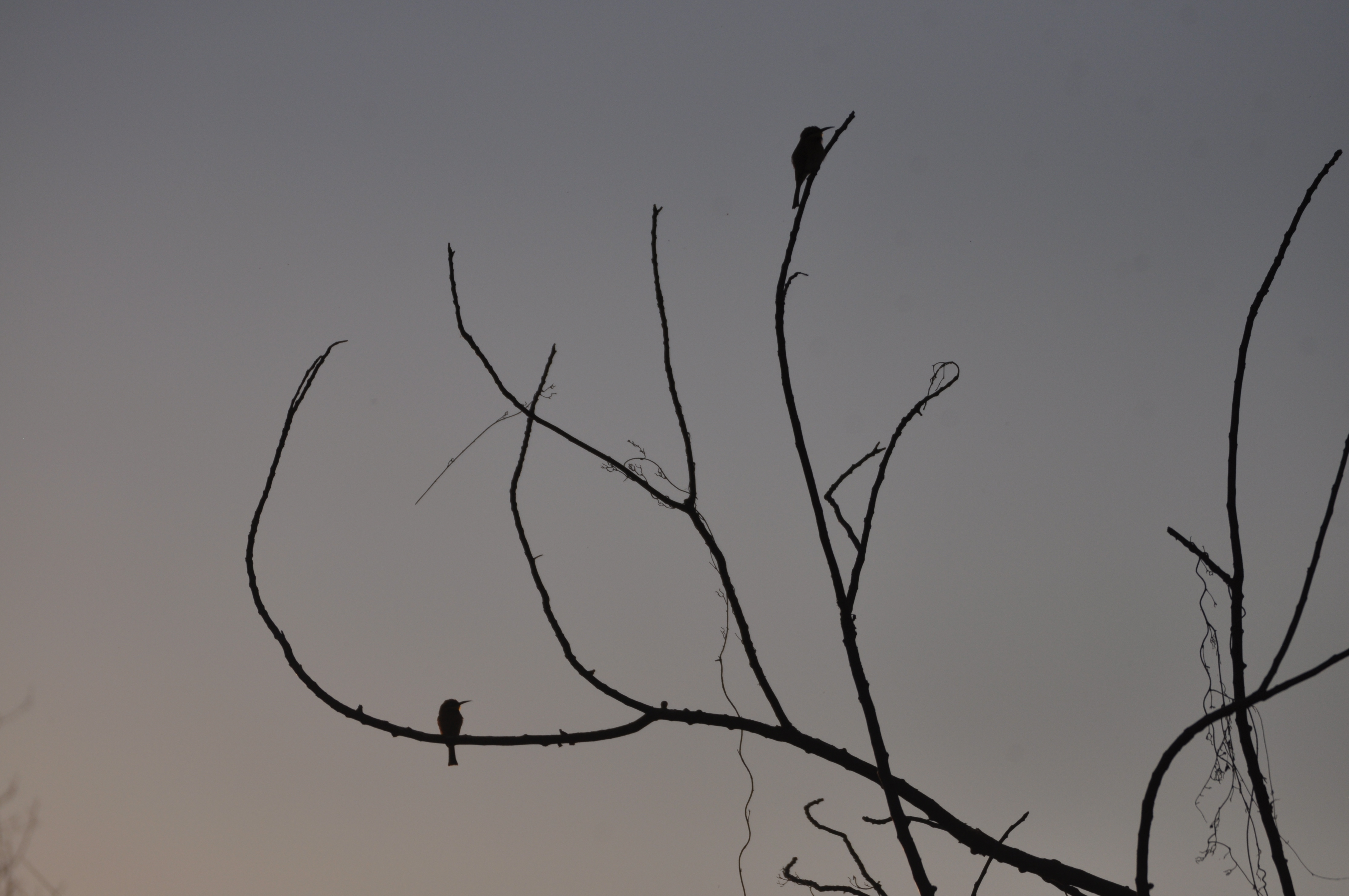 Little Bee-eater