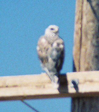 Ferruginous Hawk