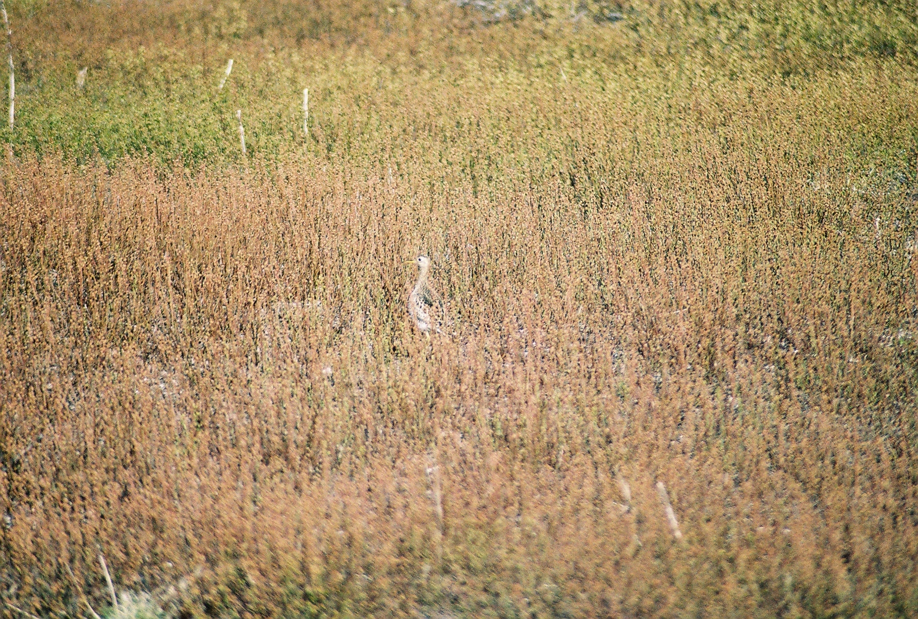 Upland Sandpiper returns home:4/30/06