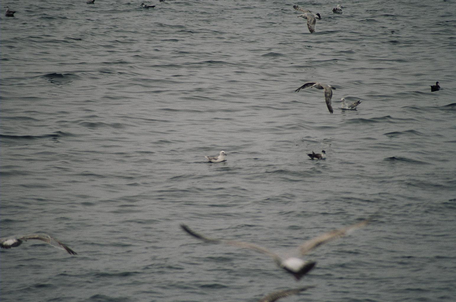 Northern Fulmar