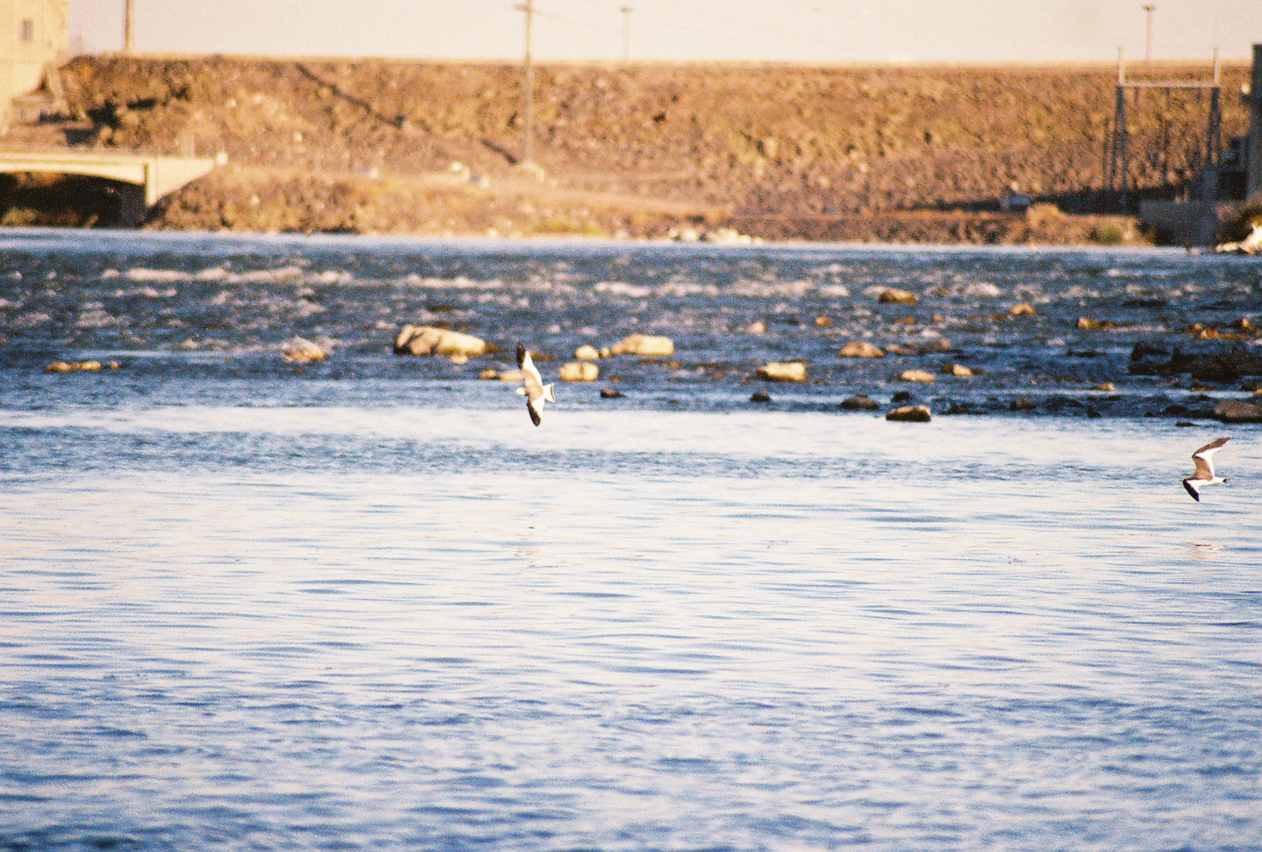 Sabines Gulls