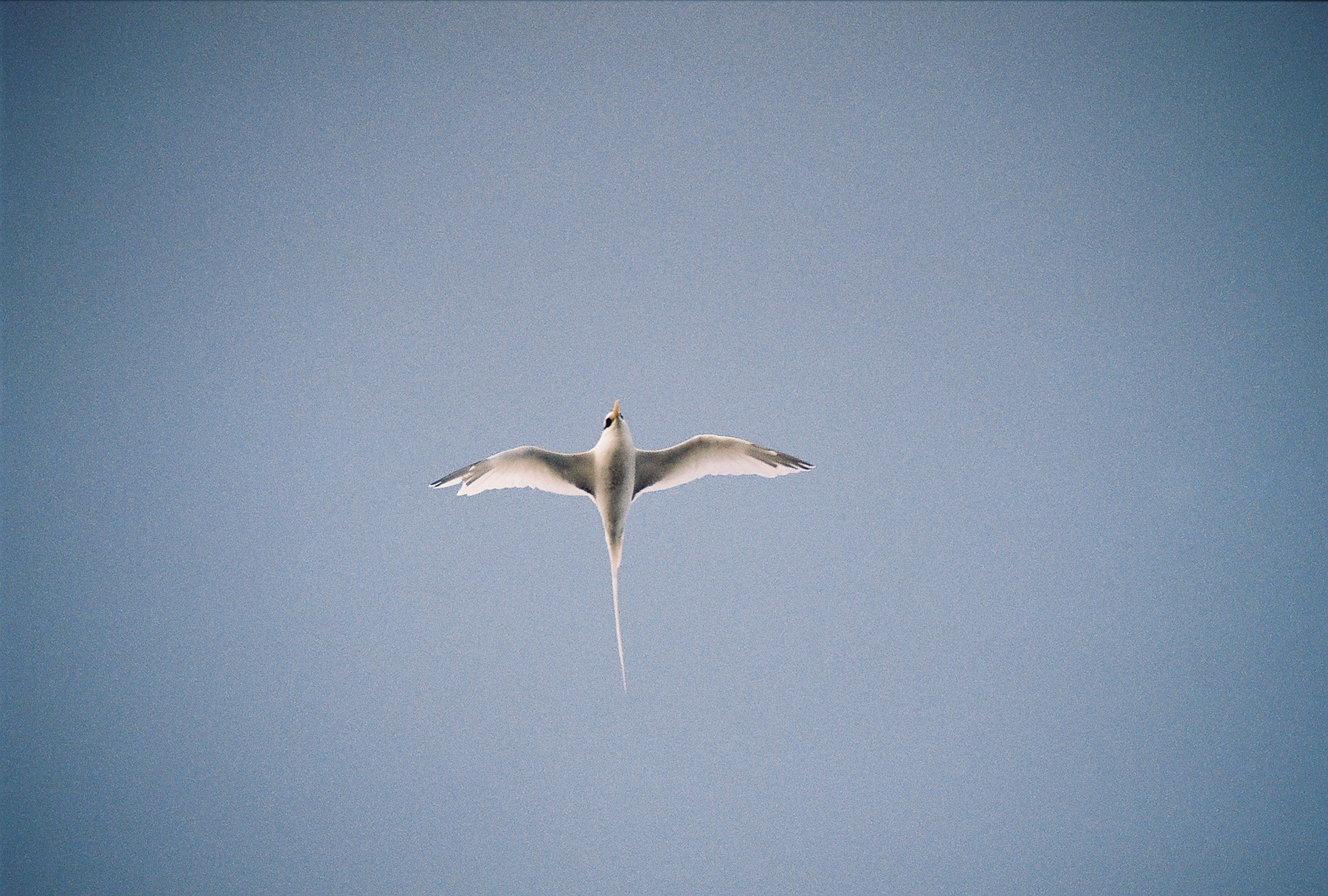 White-tailed Tropicbird