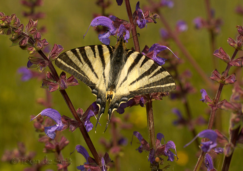 Tiger Swallowtail / Koningspage