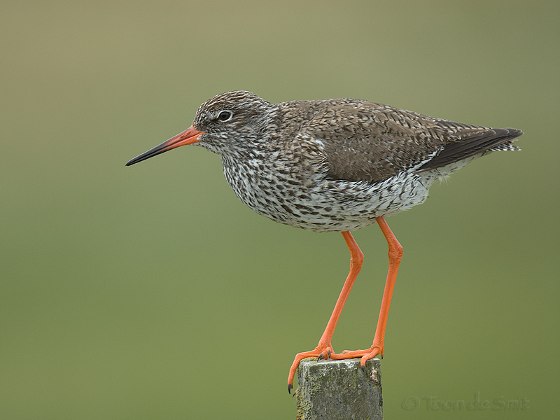 Common Redshank / Tureluur