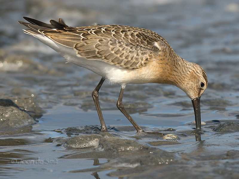 Curlew Sandpiper / Krombekstrandloper