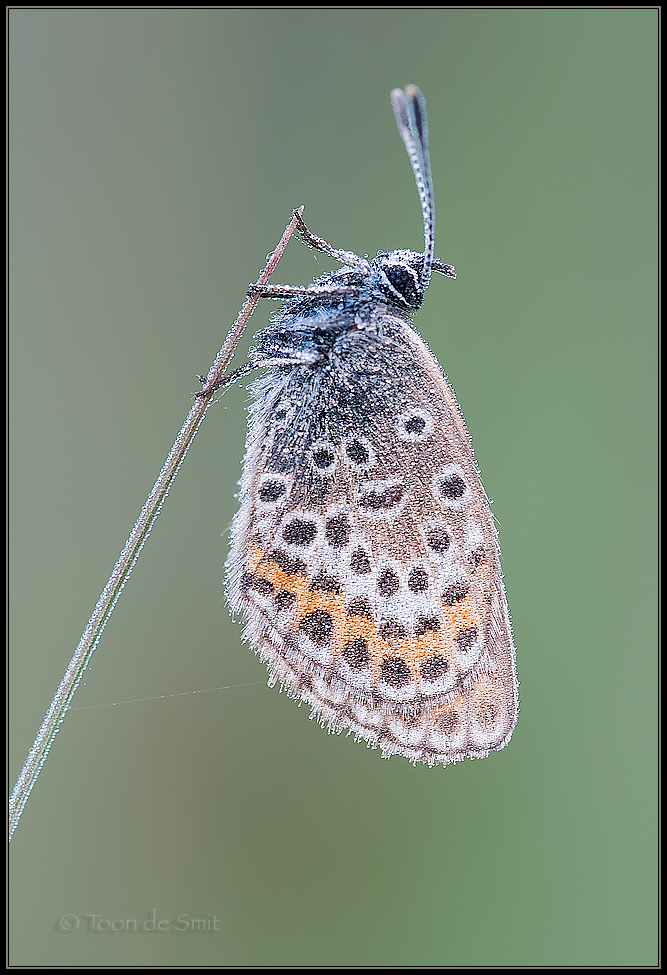 Silver-studded Blue / Heideblauwtje