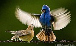 Blue Grosbeaks.jpg