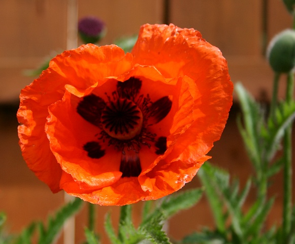 Poppy