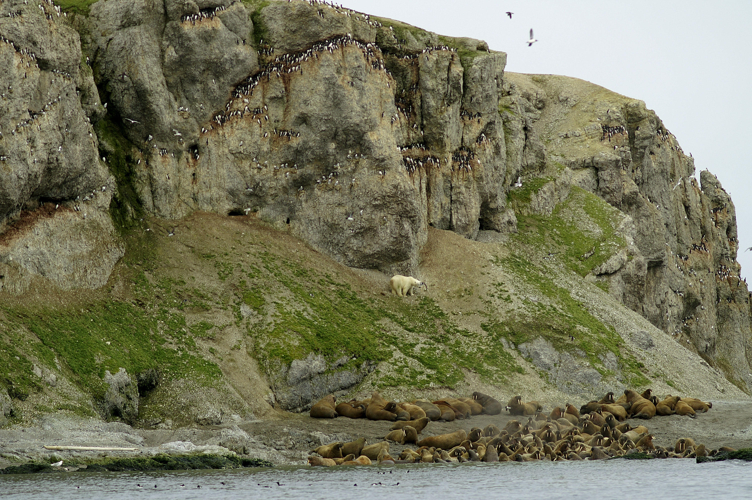 Polarbear and Walrusses on Oranskiy Island