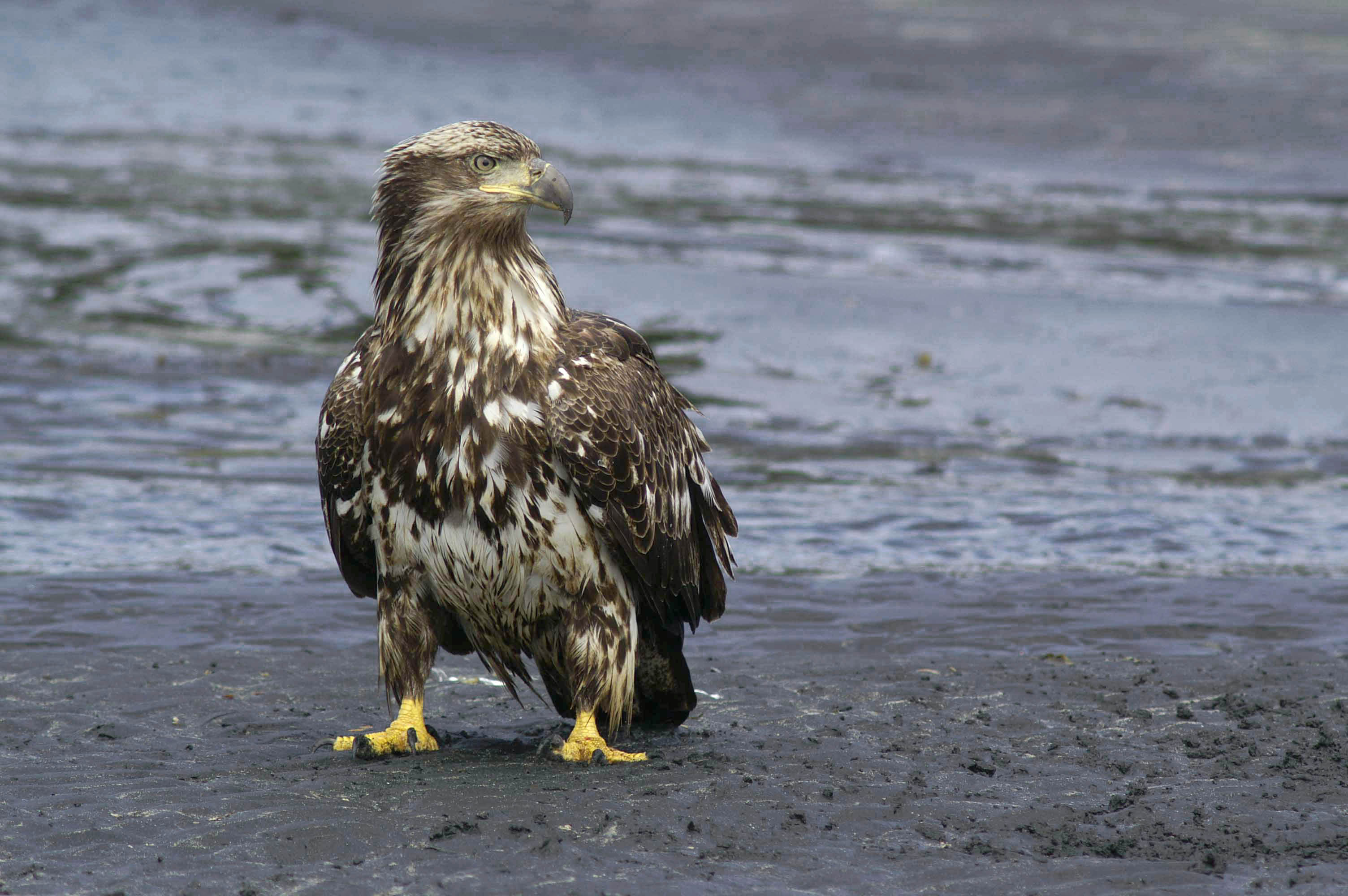 Young Bald Eagle