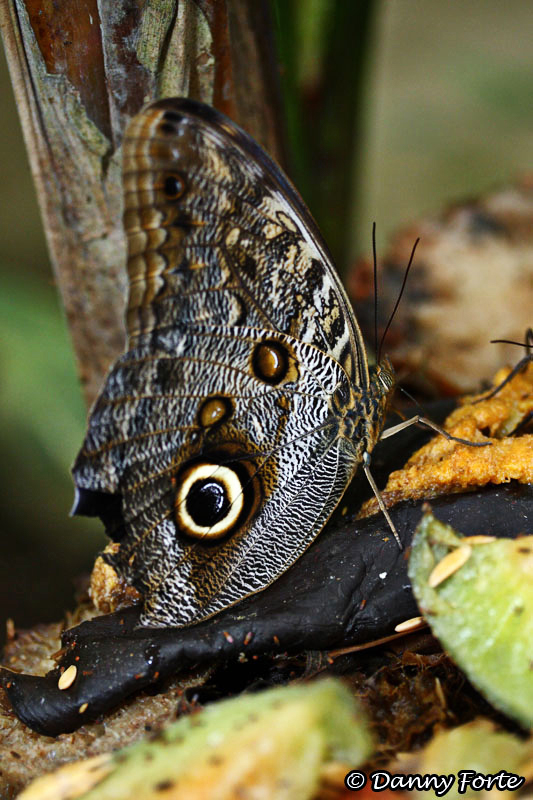Owl Butterfly