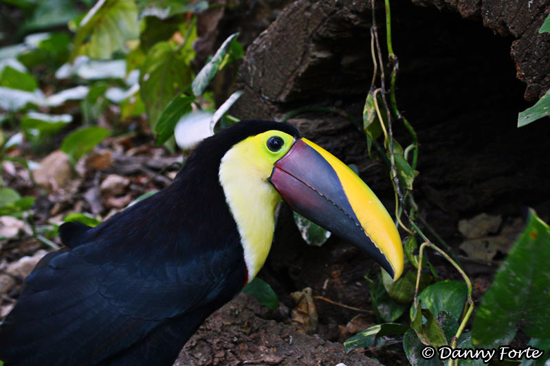 Tucan