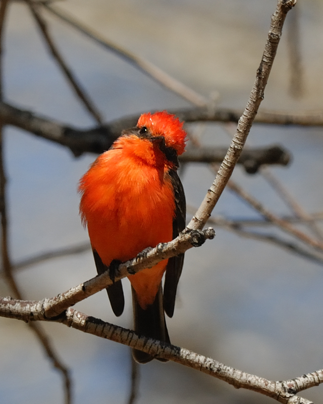 Vermillion Flycatcher