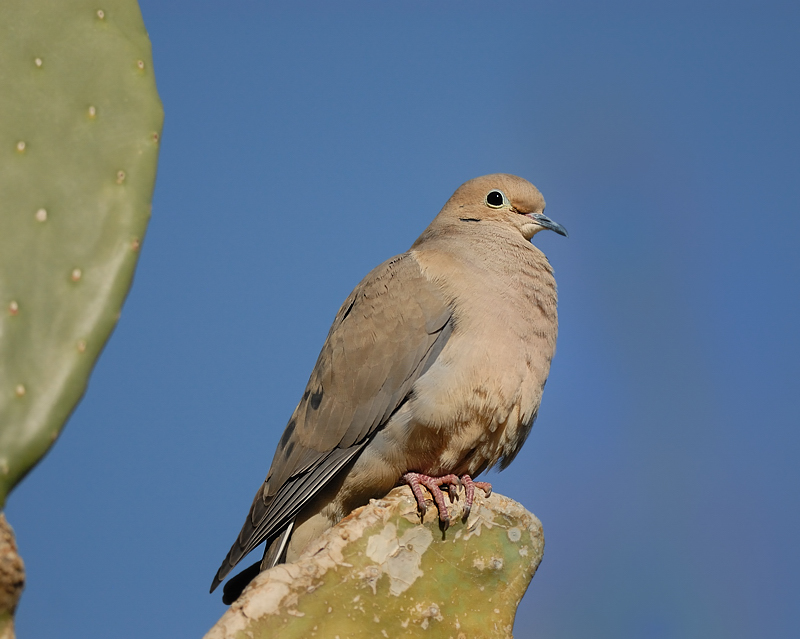 Mourning Dove