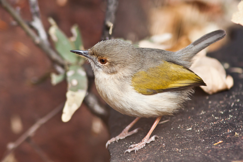 Grey-backed Camaroptera