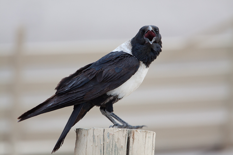 Pied Crow