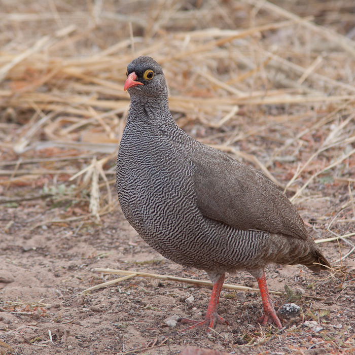 Red-billed Francolin