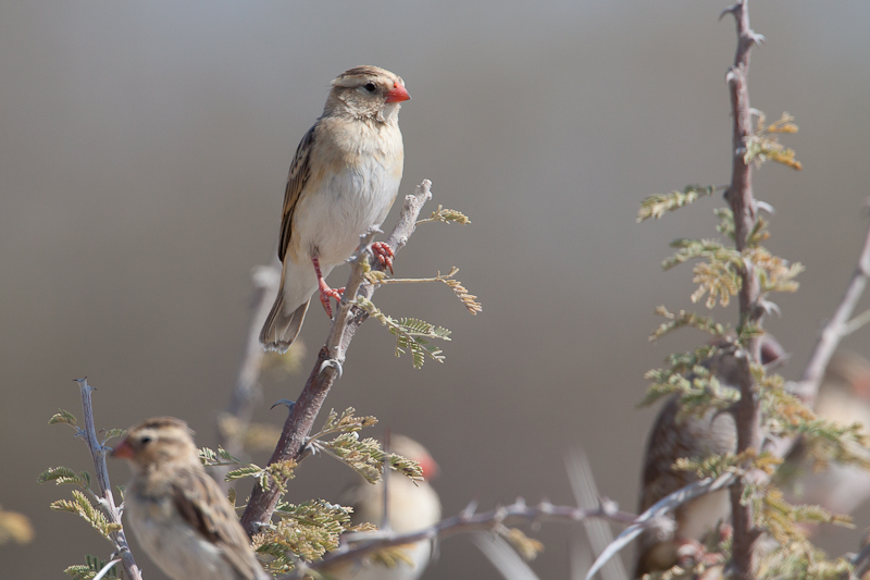 Red-Billed Quelea