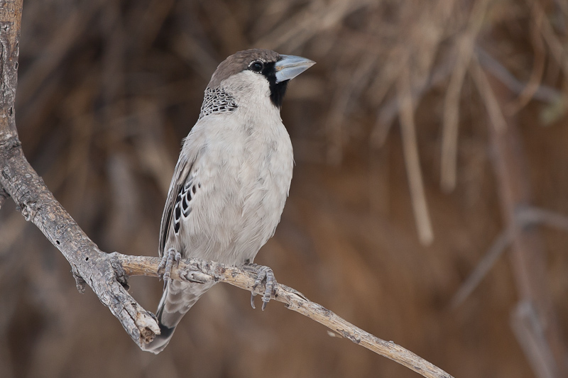 Sociable Weaver