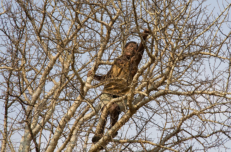 retrieving his arrow from an acacia tree