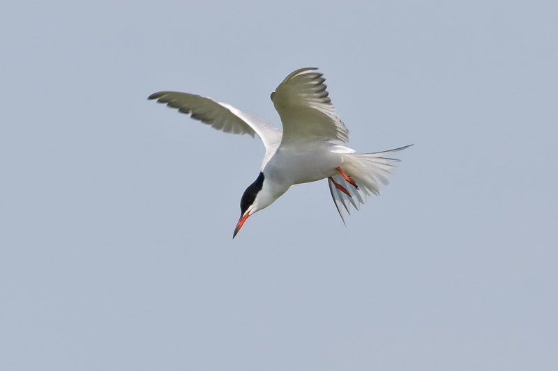2008-05-02-30D-9048-Edit.jpg