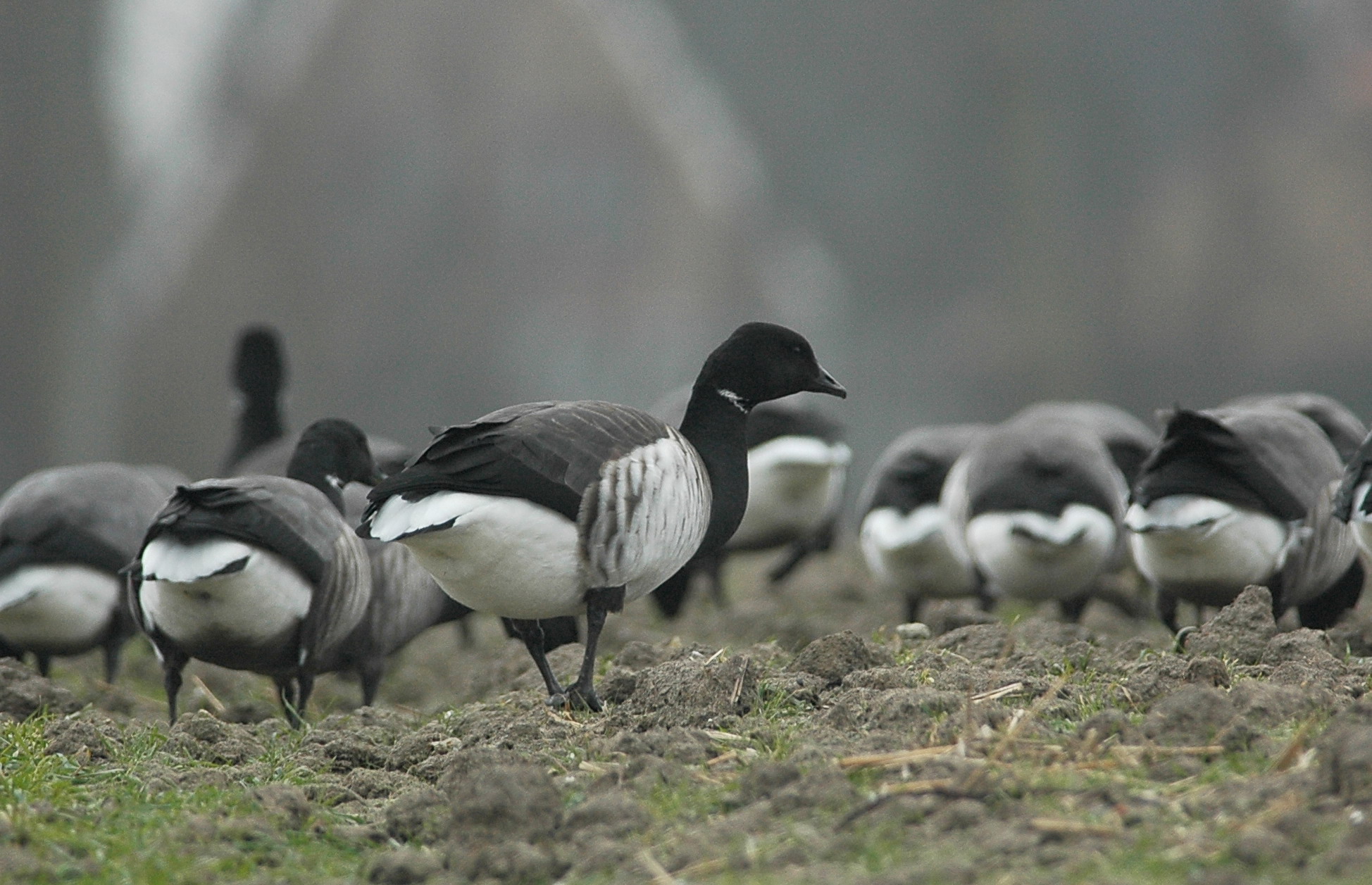 witbuikrotgans - pale bellied brent goose
