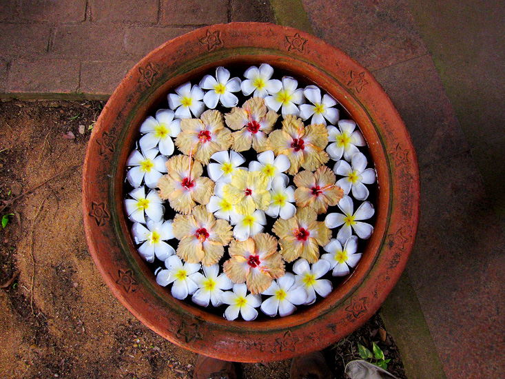 Ranweli flowers